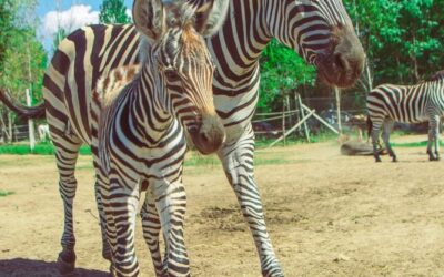 Újszülöttek hazánk első Safari Parkjában!