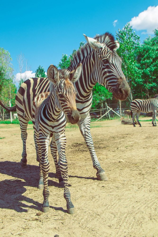 Safari kis zebra