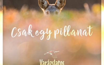 Közös klipet adott ki Lábas Viki, Trokán Nóra, Puskás Peti és Buzás Bence