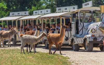 Éjszaka a Safari Parkban